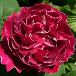 Baron Girod de L’ain (Барон Жиро де Л’ен)